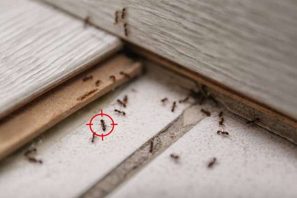 Bird Control in Sandusky, MI