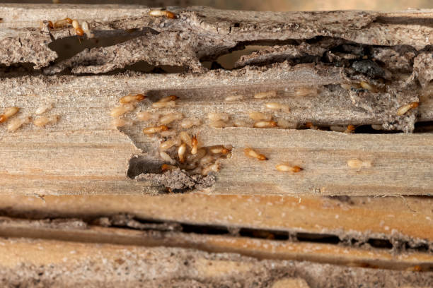 Best Ant Control Services  in Sandusky, MI